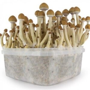 Buy Magic Mushroom Grow Kits