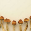 Buy Corumba Magic mushrooms online.