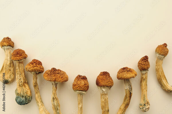 Buy Corumba Magic mushrooms online.
