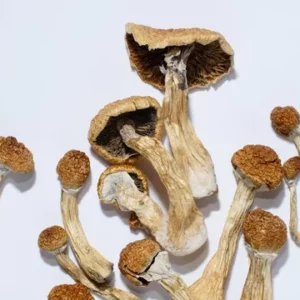 Buy Ecuadorian Magic Mushrooms Online