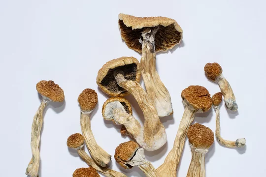 Buy Ecuadorian Magic Mushrooms Online