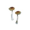 Buy La Primavera Magic mushroom online.