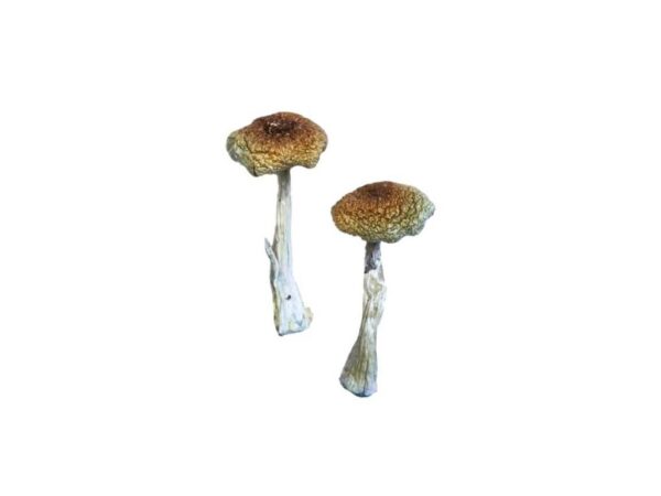 Buy La Primavera Magic mushroom online.