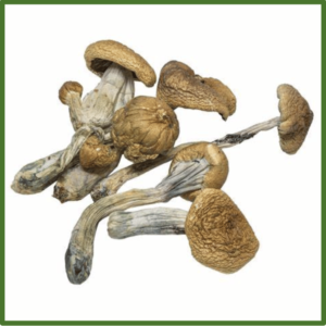 Buy Palenque Mexico Magic mushroom online.