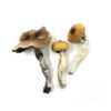 Buy Costa Rican Magic Mushroom Strain online.