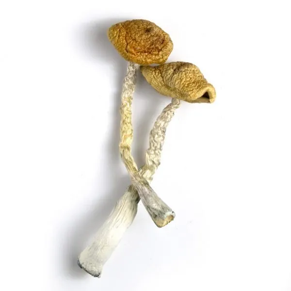 Buy Golden Emperor Magic Mushrooms online.
