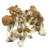 Buy PF Redspore Magic mushroom online.