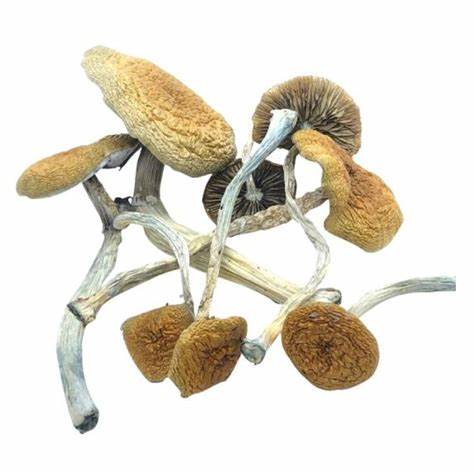 Buy Pacific Exotica Spora Amazonia mushroom (PESA) Online.