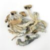 Buy Plantasia Mystery magic mushroom online.