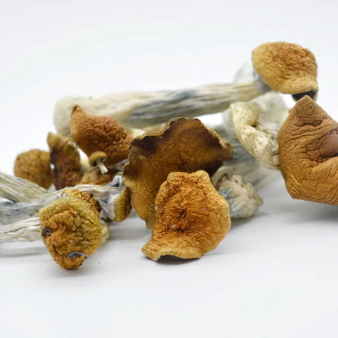 Buy Colombian Magic mushroom Strain online.