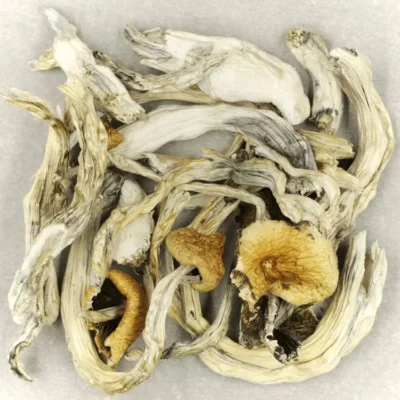 Buy Treasure Coast Shroom online.