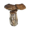 Buy South American Magic mushrooms online.