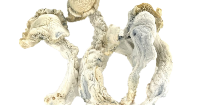 Buy True Albino Teacher magic mushrooms online.