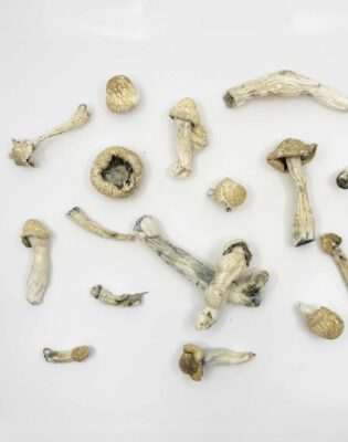 Buy White Rabbit magic mushroom online.